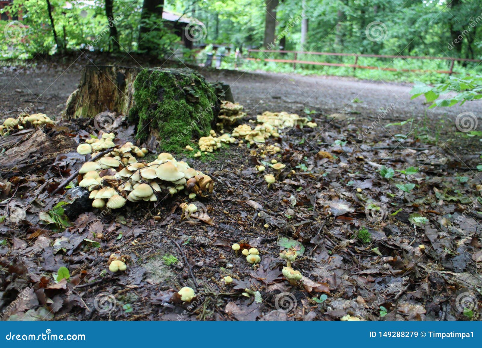 mushroom on tree trunk in kaÃÂÃÂ­n, malÃÂ© karpaty
